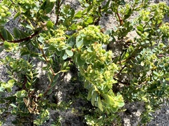 Euphorbia mesembryanthemifolia