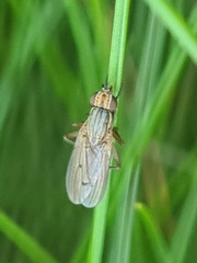 Pherbellia cinerella