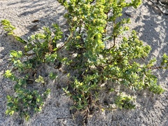 Euphorbia mesembryanthemifolia