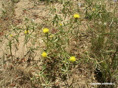 Centaurea solstitialis