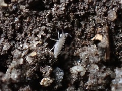 Entomobrya unostrigata