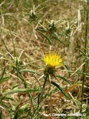 Centaurea solstitialis