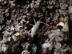 Entomobrya unostrigata