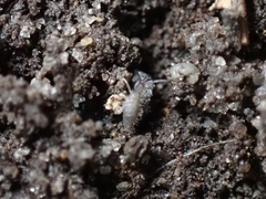 Entomobrya unostrigata