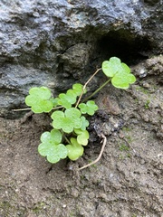 Cymbalaria muralis