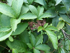 Cissus elongata