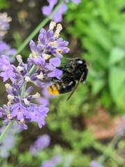 Bombus confusus