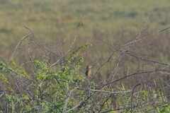 Acrocephalus stentoreus