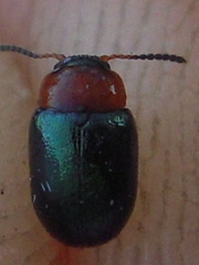 Gastrophysa polygoni