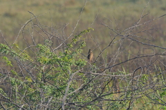 Acrocephalus stentoreus