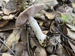 Agaricus kerriganii