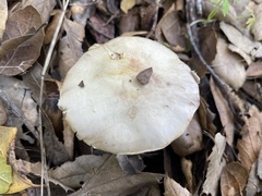 Agaricus kerriganii