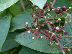 Cissus elongata
