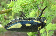 Sternocera orissa orissa