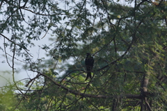 Dicrurus leucophaeus