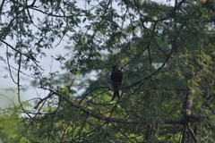 Dicrurus leucophaeus