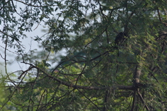 Dicrurus leucophaeus