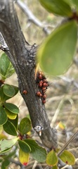 Phorbanta variabilis