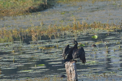 Phalacrocorax fuscicollis