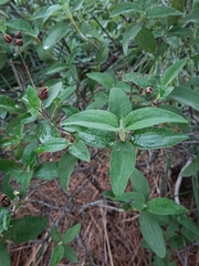 Cistus symphytifolius