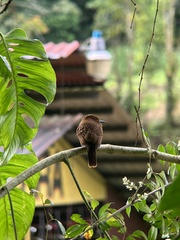 Malacoptila panamensis