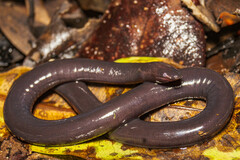 Braestrup's Caecilian photo 1