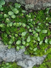 Targionia hypophylla