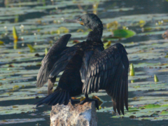 Phalacrocorax fuscicollis