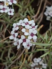Lobularia