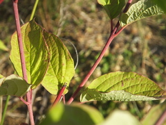 Elsinoe corni