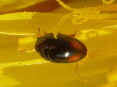 Olibrus