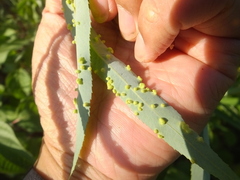 Aculus