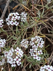 Lobularia