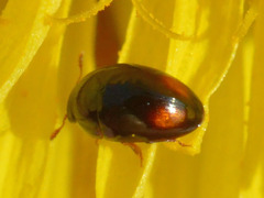 Olibrus