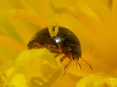 Olibrus