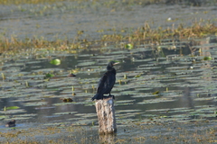 Phalacrocorax fuscicollis