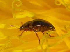 Olibrus
