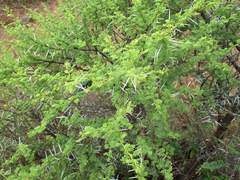 Vachellia tortilis