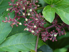 Cissus elongata