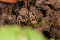 Xysticus
