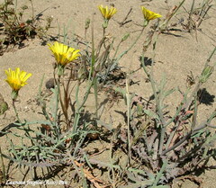 Launaea fragilis
