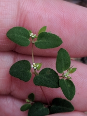 Euphorbia villifera