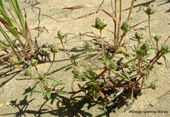 Plantago squarrosa