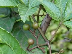 Cissus elongata