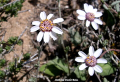 Anthemis tricolor