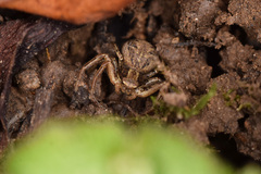 Xysticus