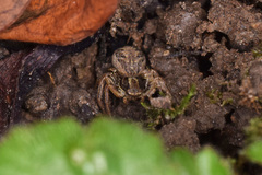 Xysticus