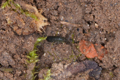 Isotominae