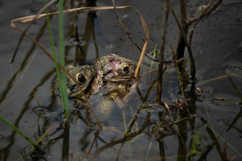 Black-spotted Casque-headed Treefrog, Trachycephalus nigromaculatus