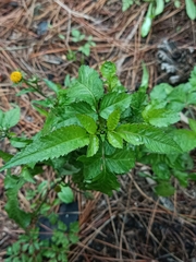 Bidens pilosa image